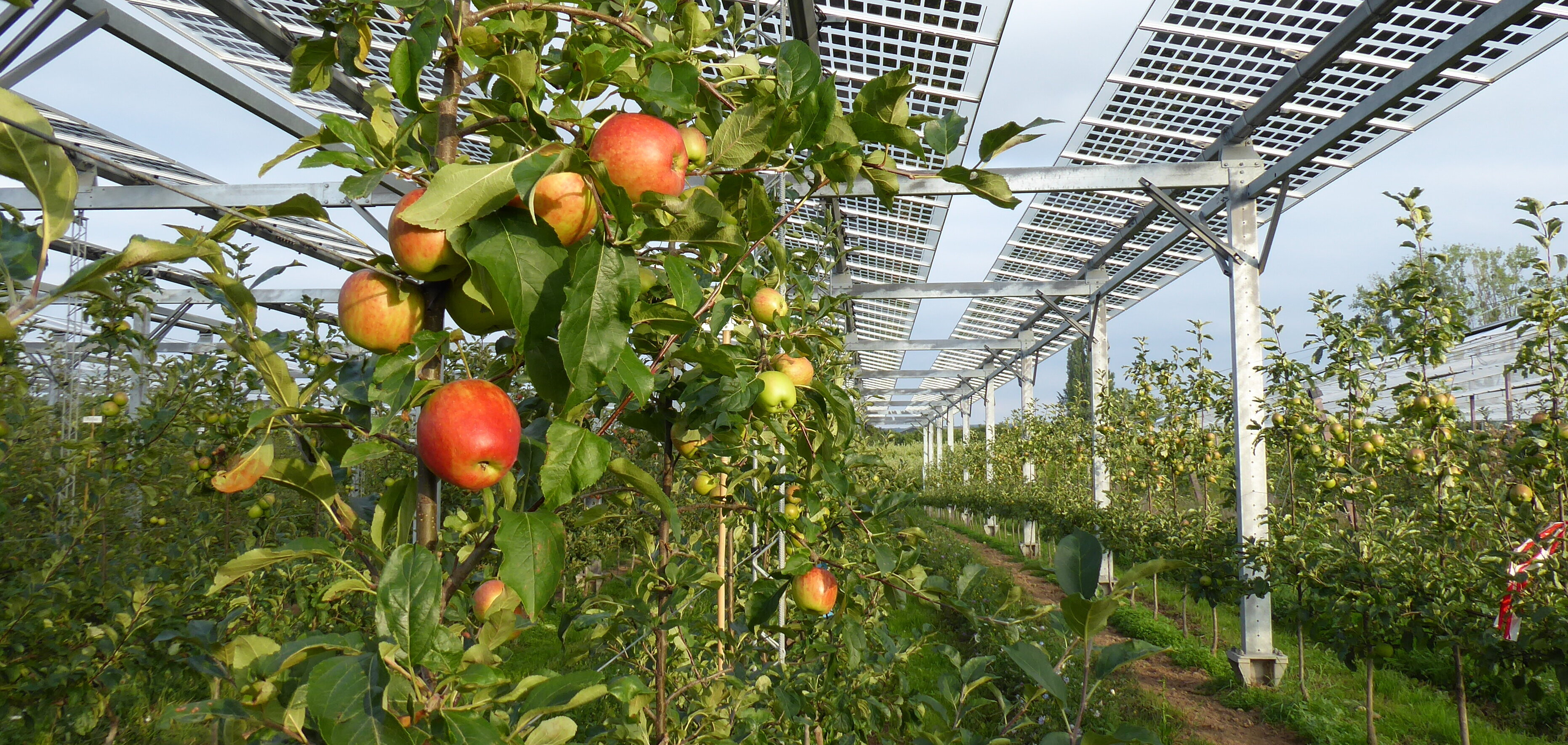 Photovoltaikanlagen über Apfelbäumen